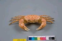 紅斑斗蟹藏品圖，第3張